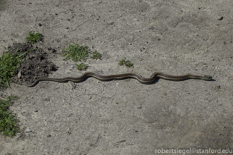 san francisco garter